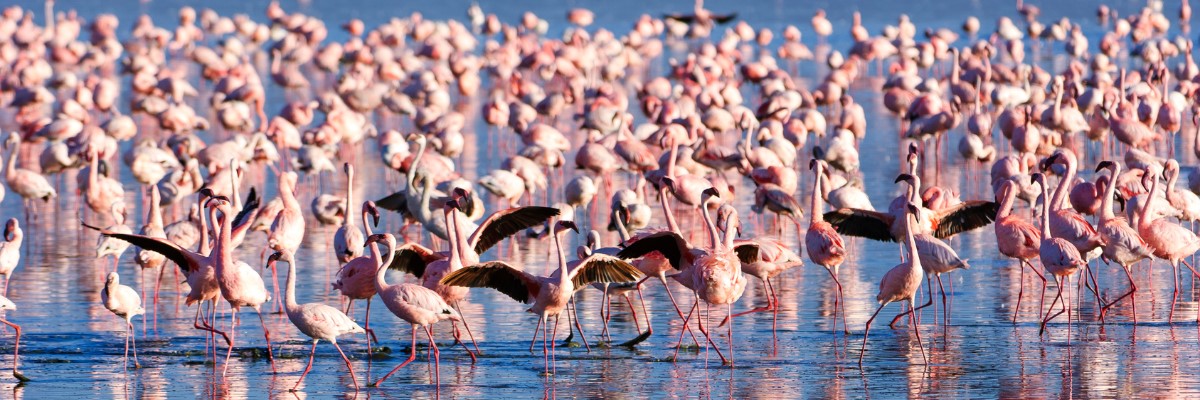 Lake Nakuru