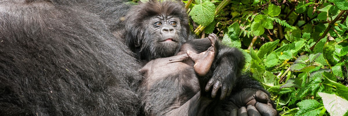 Rwanda banner Gorilla Trekking Rwanda