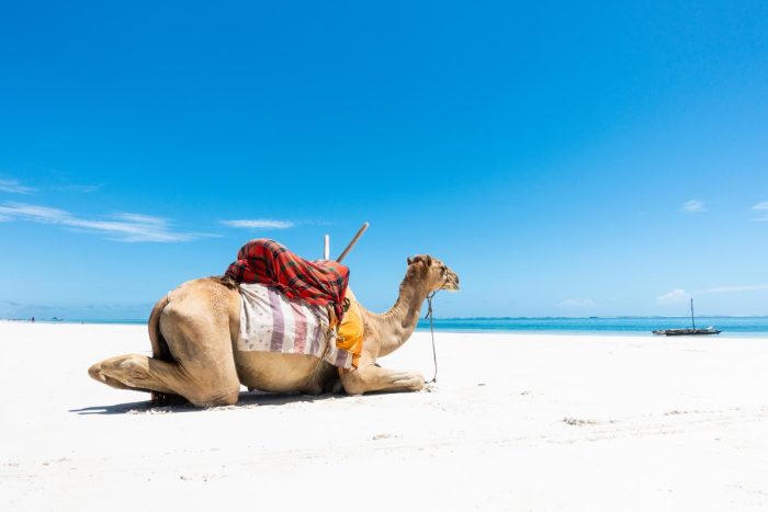 18-Day Nairobi to Indian Ocean Safari Adventure