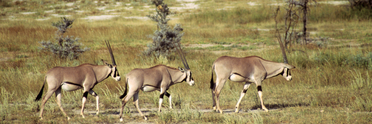 7-Day Northern Kenya Safari Adventure