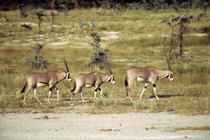 Shaba Reserve