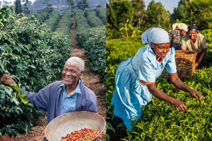 Tea & Coffee Plantation