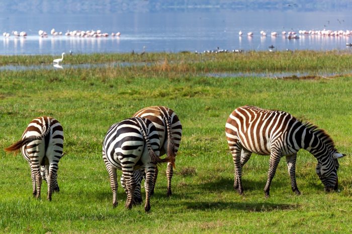 Lake Nakuru