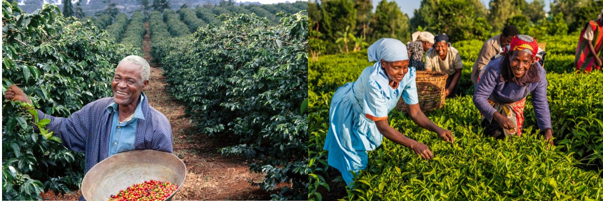 TZ banner Kenyan Tea & Coffee Plantations